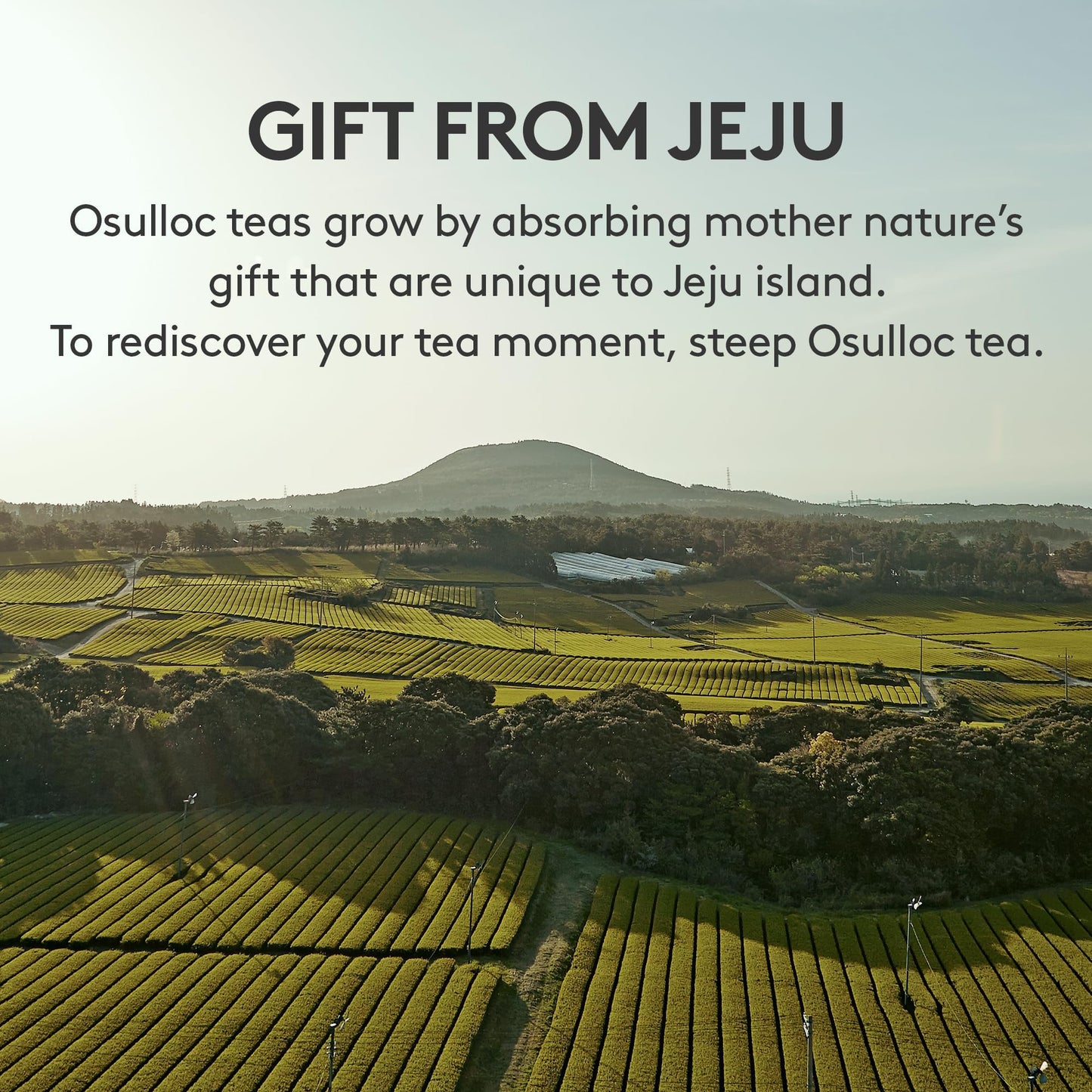 OSULLOC Premium Tea Collection – 40 Organic Bags from Jeju (10 Flavors)